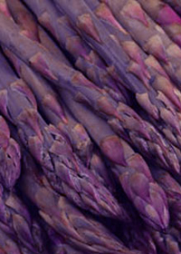 Asparagus 'Purple Passion'
